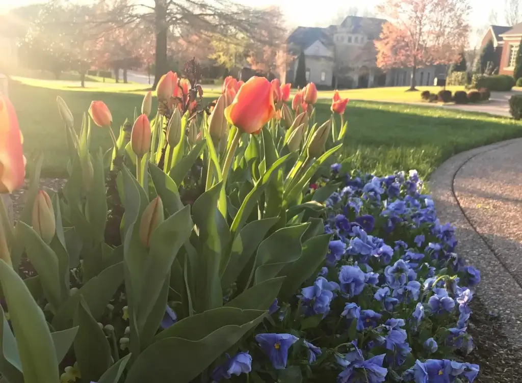 Social share image belonging to Marbest Lawn providing lawn and landscape solutions in Nashville, TN. Contact us (615)-975-4640.